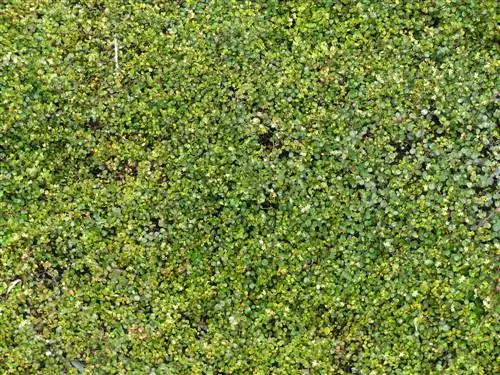 Mühlenbeckia in de tuin: veelzijdige plantmogelijkheden en verzorging