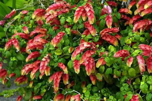 ornamental hop care