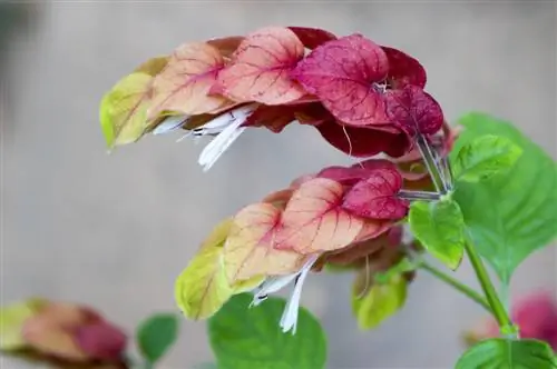 Houblon ornemental : Est-il toxique pour les humains et les animaux ?