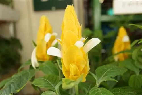 Lúpulo ornamental que hiberna: así desafía la planta el frío