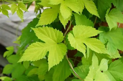 couper le houblon ornemental