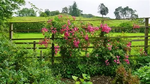 cerca del jardín de la cabaña