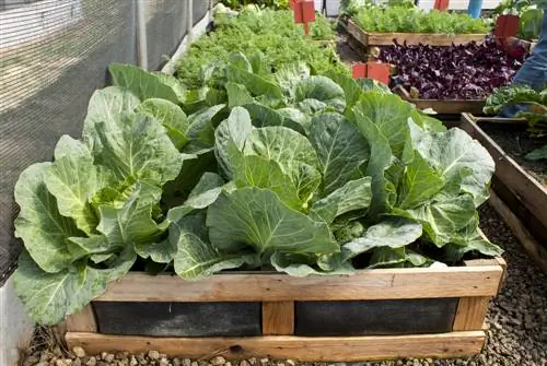 raised bed made from pallet frames