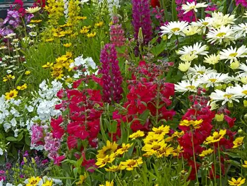 flors del jardí de la cabana