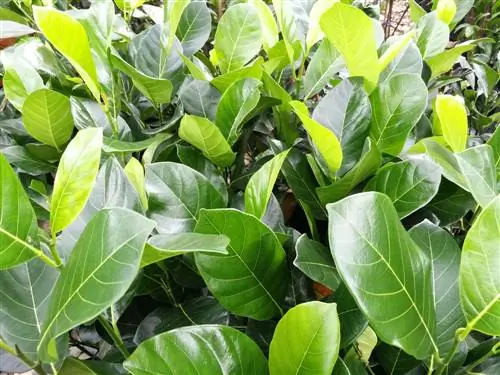 φυτά jackfruit