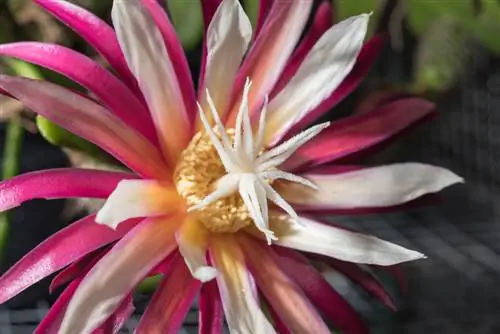 Epiphyllum Anguliger priežiūra: pjūklinio kaktuso patarimai