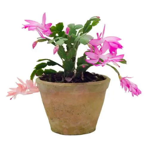 Listový kaktus Epiphyllum: Která půda je nejlepší?