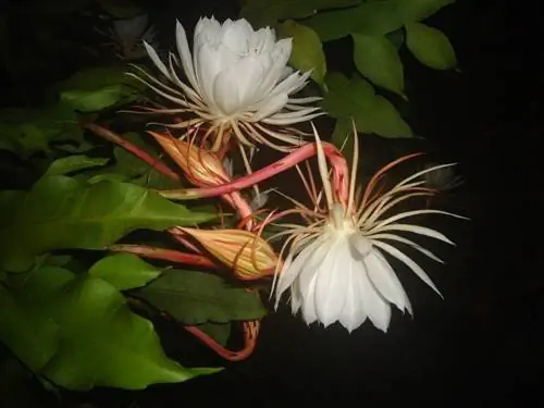 Epiphyllum: โลกอันน่าหลงใหลของสายพันธุ์กระบองเพชรใบ