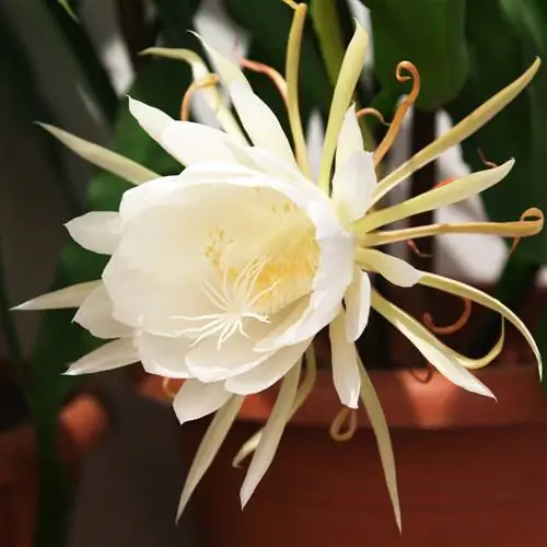 טיפול ב- epiphyllum oxypetalum