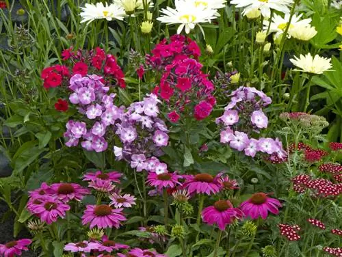 cottage garden perennials