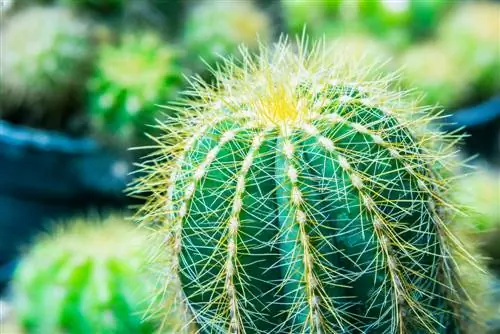 Spishi za cactus za mpira na sifa zake maalum: Utangulizi