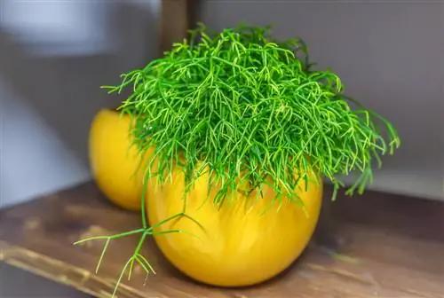 rhipsalis giftig