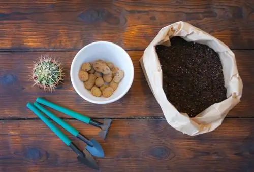 verzorging van balcactus