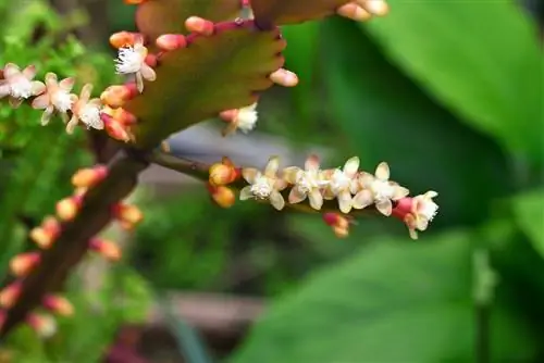 Rhipsalis cacti: Segala sesuatu tentang jenis, perawatan, dan perbanyakan