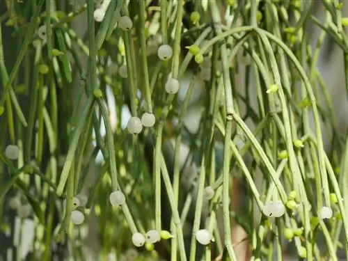 Is Rhipsalis Cassutha poisonous? A clear answer