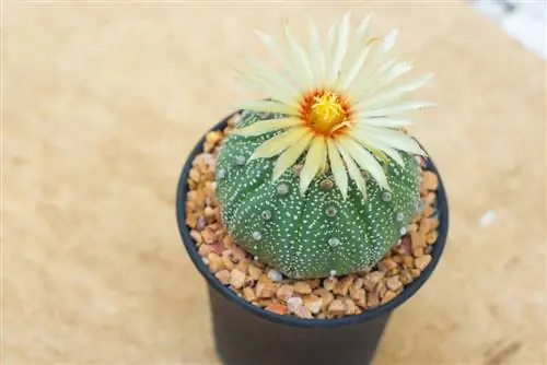 astrophytum asterias kultur