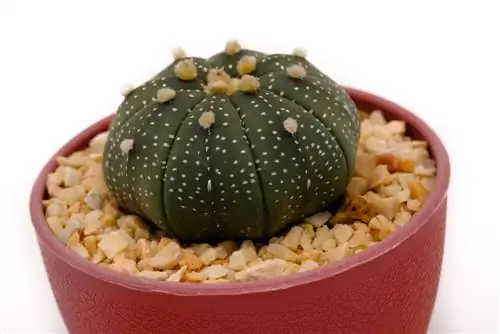 cura dell'astrophytum asterias