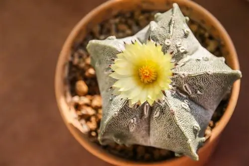 penjagaan astrophytum