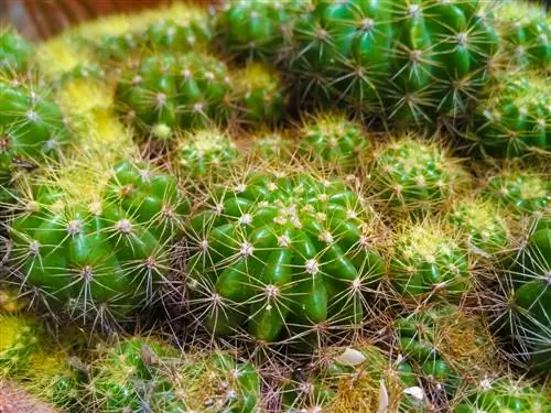 echinocactus grusonii jedovatý