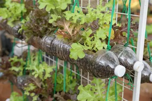 Verduras en el huerto vertical: instrucciones y variedades adecuadas