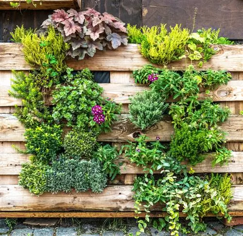 Vertikale tuin gemaak van palette: hoe om dit self te bou?