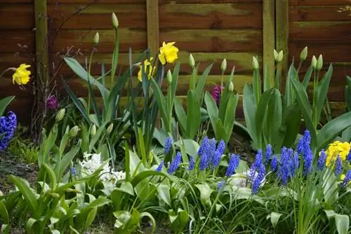 Canteiro de jardim sempre florido: um guia para criá-lo