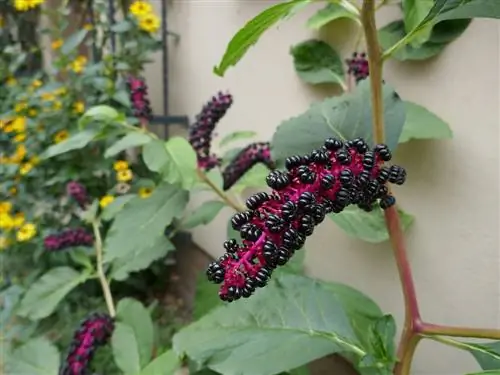 pokeweed-zəhərli