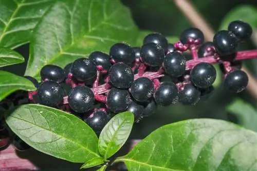 القواقع pokeweed