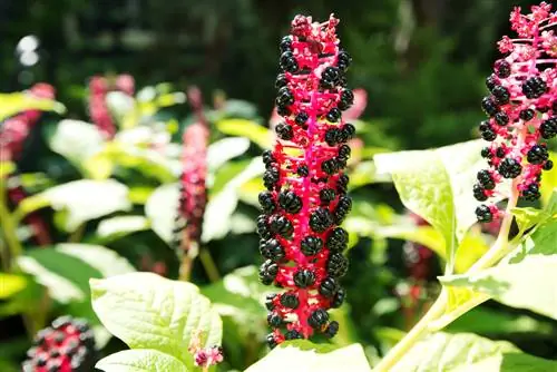 Bestryding van pokeweed