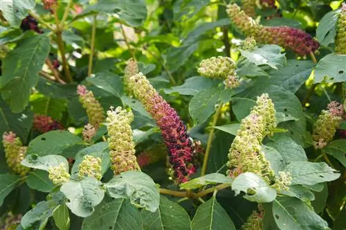 Bahçedeki Pokeweed'ler: bakım ve güvenlik için ipuçları