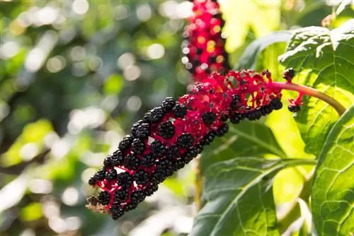 pokeweed plassering