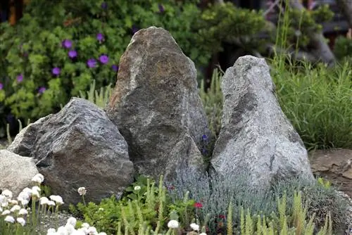 Which plants harmonize perfectly with stones and gravel?