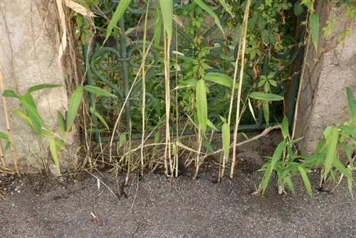 Bamboo rhizome damage