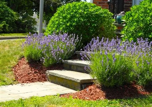 Pacciame di corteccia in giardino: design creativo e facile da pulire