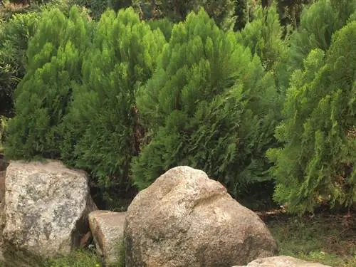 crear un jardín forestal