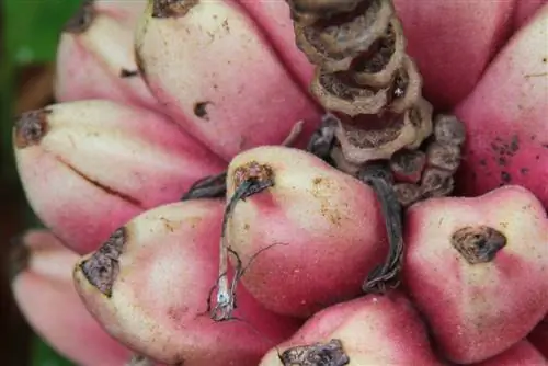 plátano enano rosa comestible