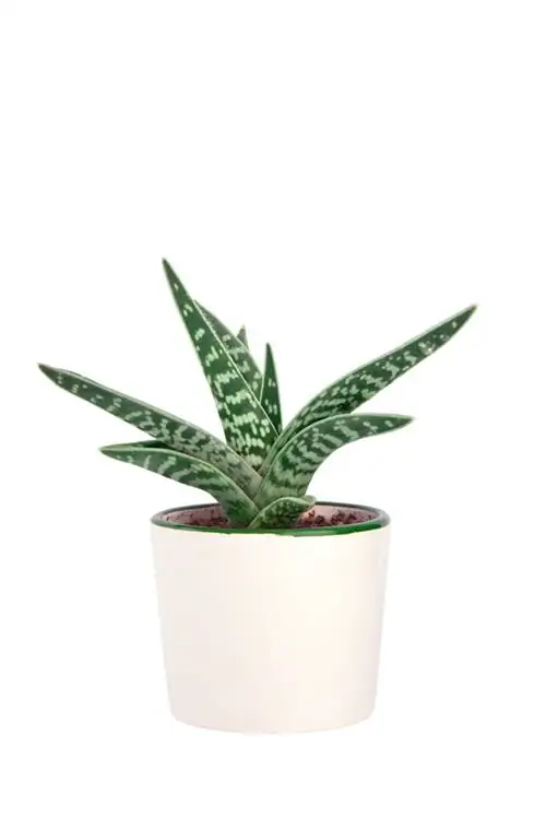 aloe variegata кам көрүү