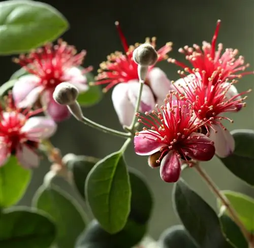 ananas guava parvarishi