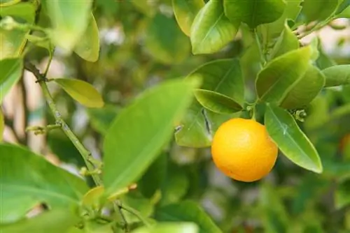 Ornamental na dalandan: nakakain ba ang mga ito at ano ang lasa nito?