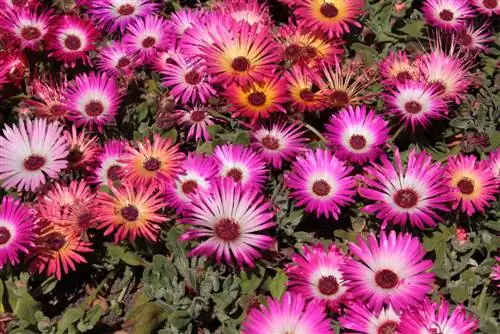 Hardiness of Mesembryanthemum: What You Need to Know