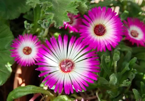 mesembryanthemum-overwintering