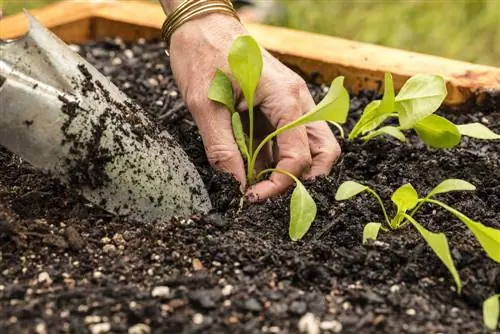 høybed planting august