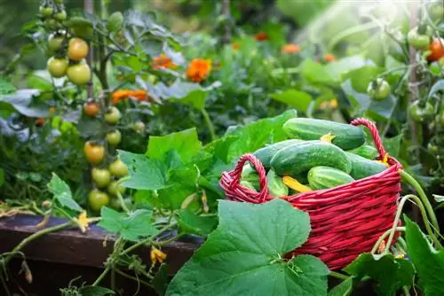 lit surélevé pour tomates