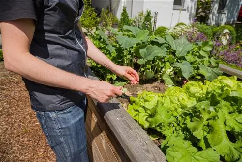 raised bed against snails