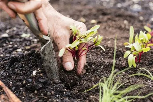 jardineria de llits elevats