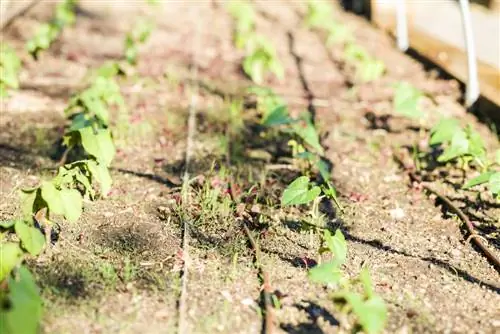 lokalizacja z podwyższonym łóżkiem na zboczu wzgórza