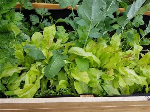 Raised bed in partial shade: Which vegetables grow well?