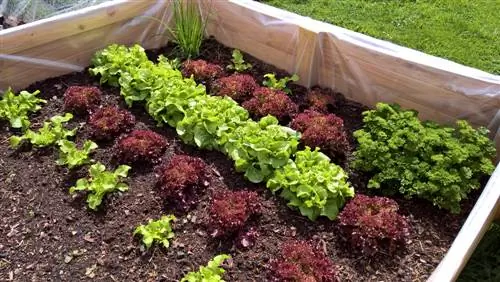 Raised bed ideas: creative planting and mixed culture tips