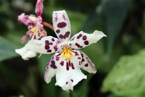 Odontoglossum orkideer: Tips for optimal pleie