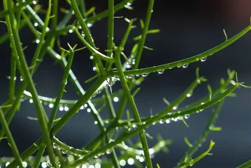 Euphorbia tirucalli nuodinga